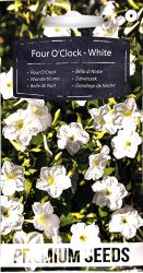 Four O Clock Flower White Seed